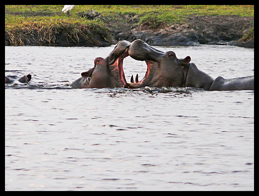 hippopotame